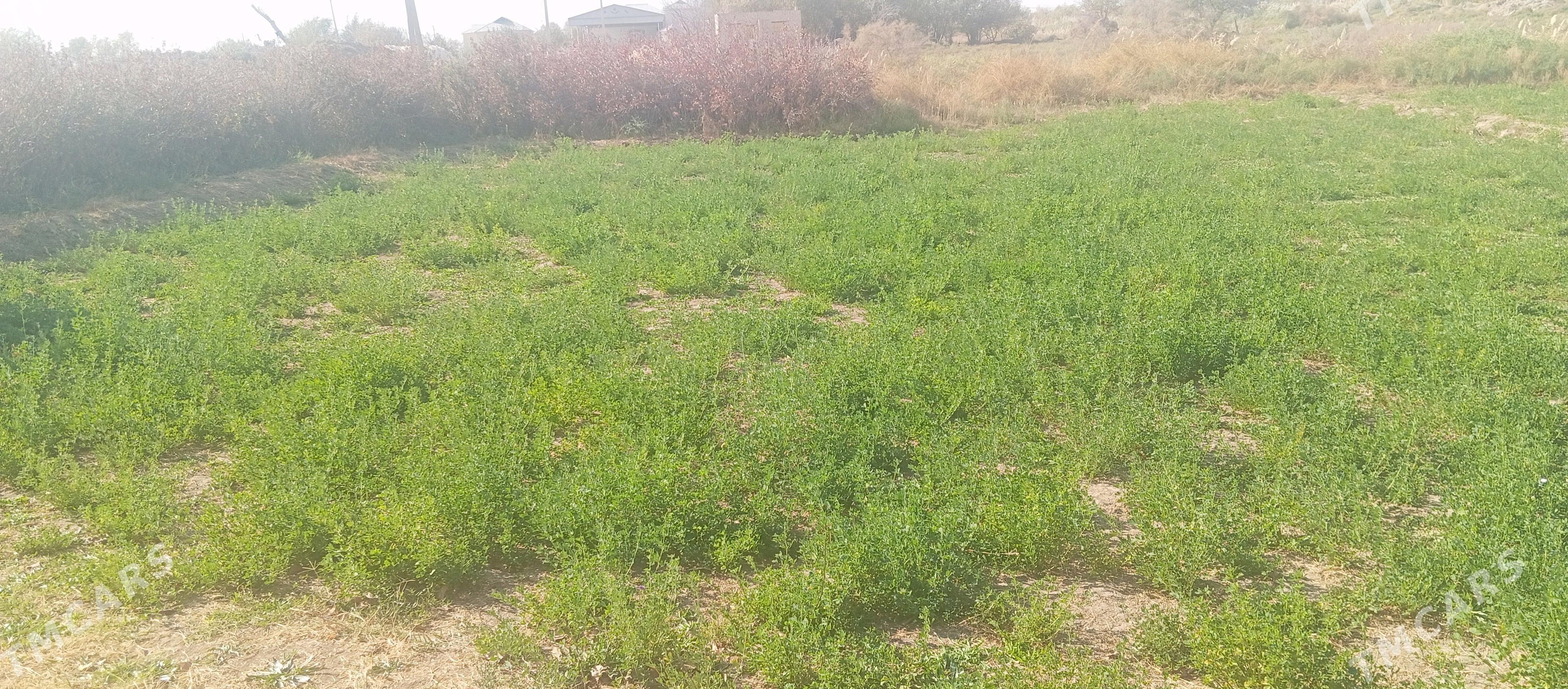 Satlyk  16 sotka  mellek - Мары - img 4