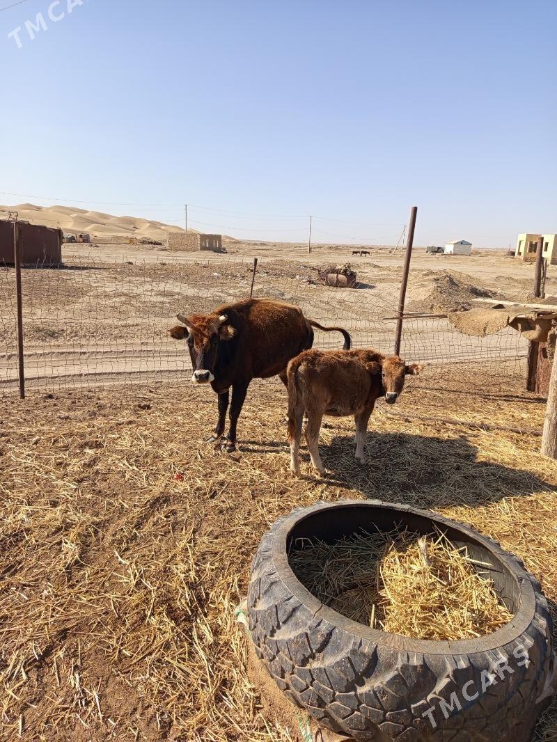 koleli sygyr - Esenguly - img 3