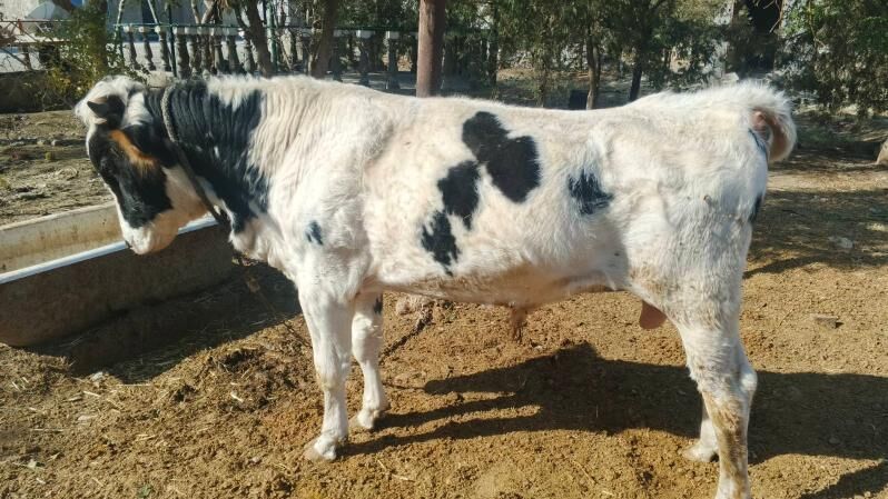 okuz - Бахарден - img 3