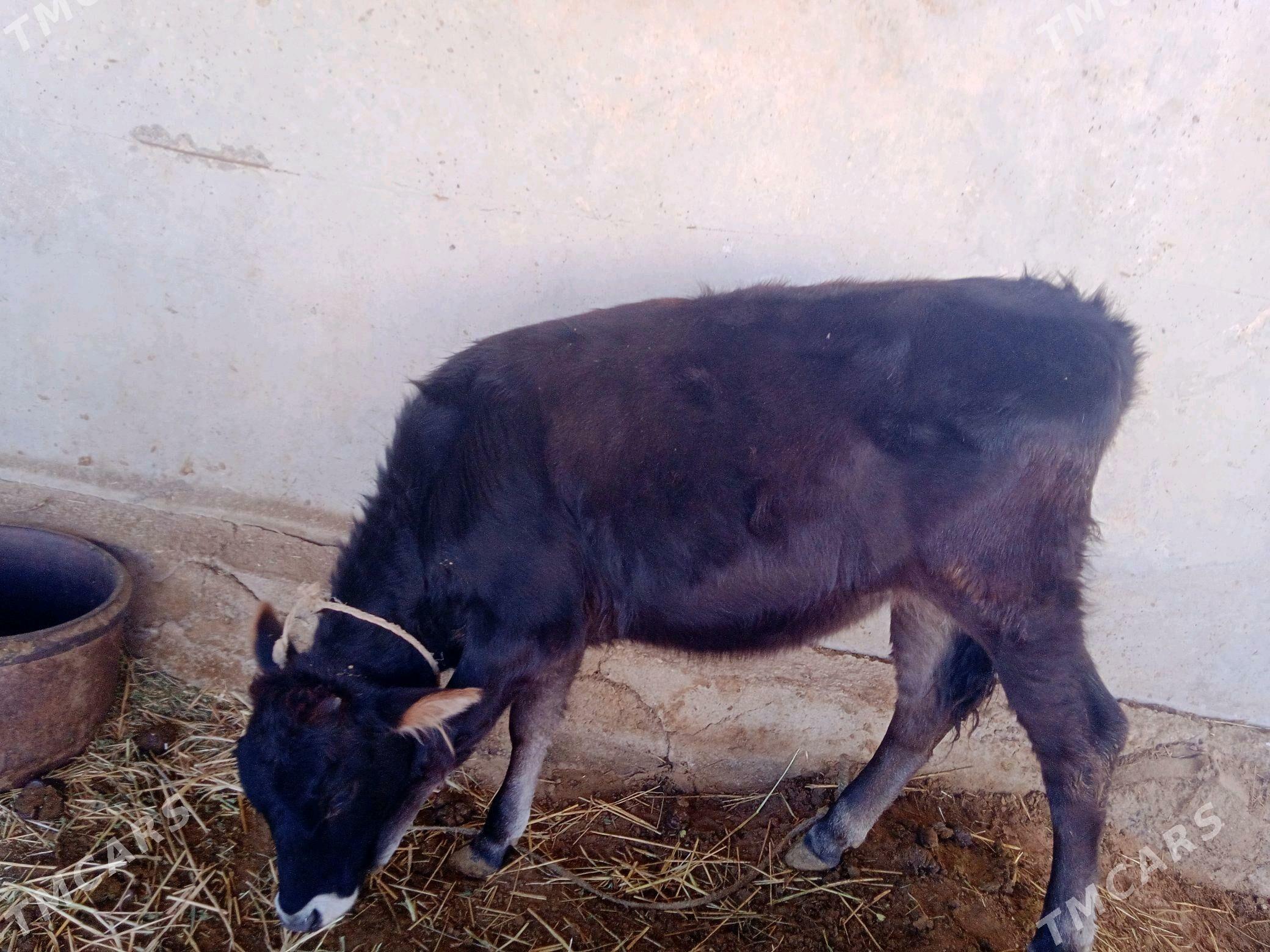 göleli sygyr - Ак-Бугдайский этрап - img 3