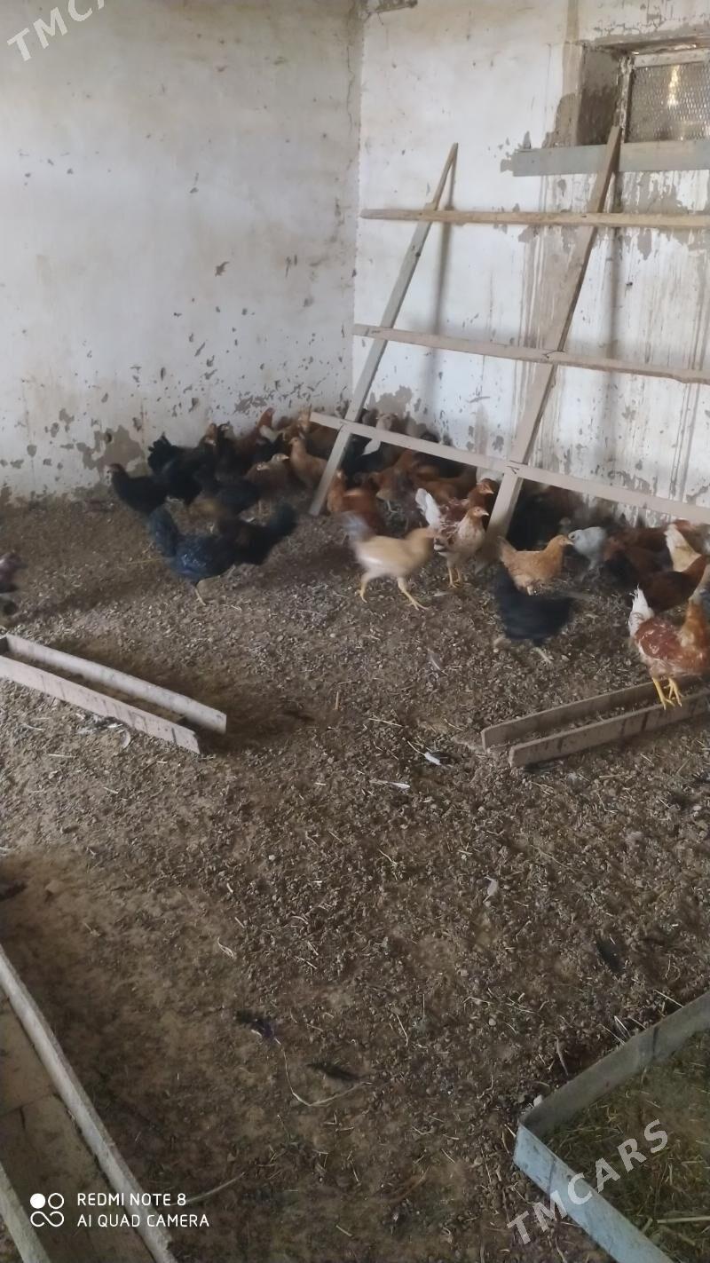 Towuk juje - Murgap - img 6