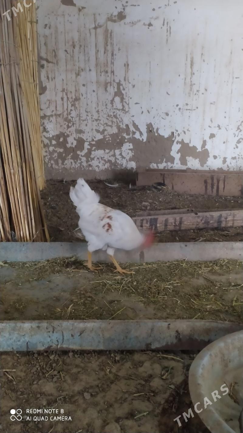 Towuk juje - Murgap - img 5