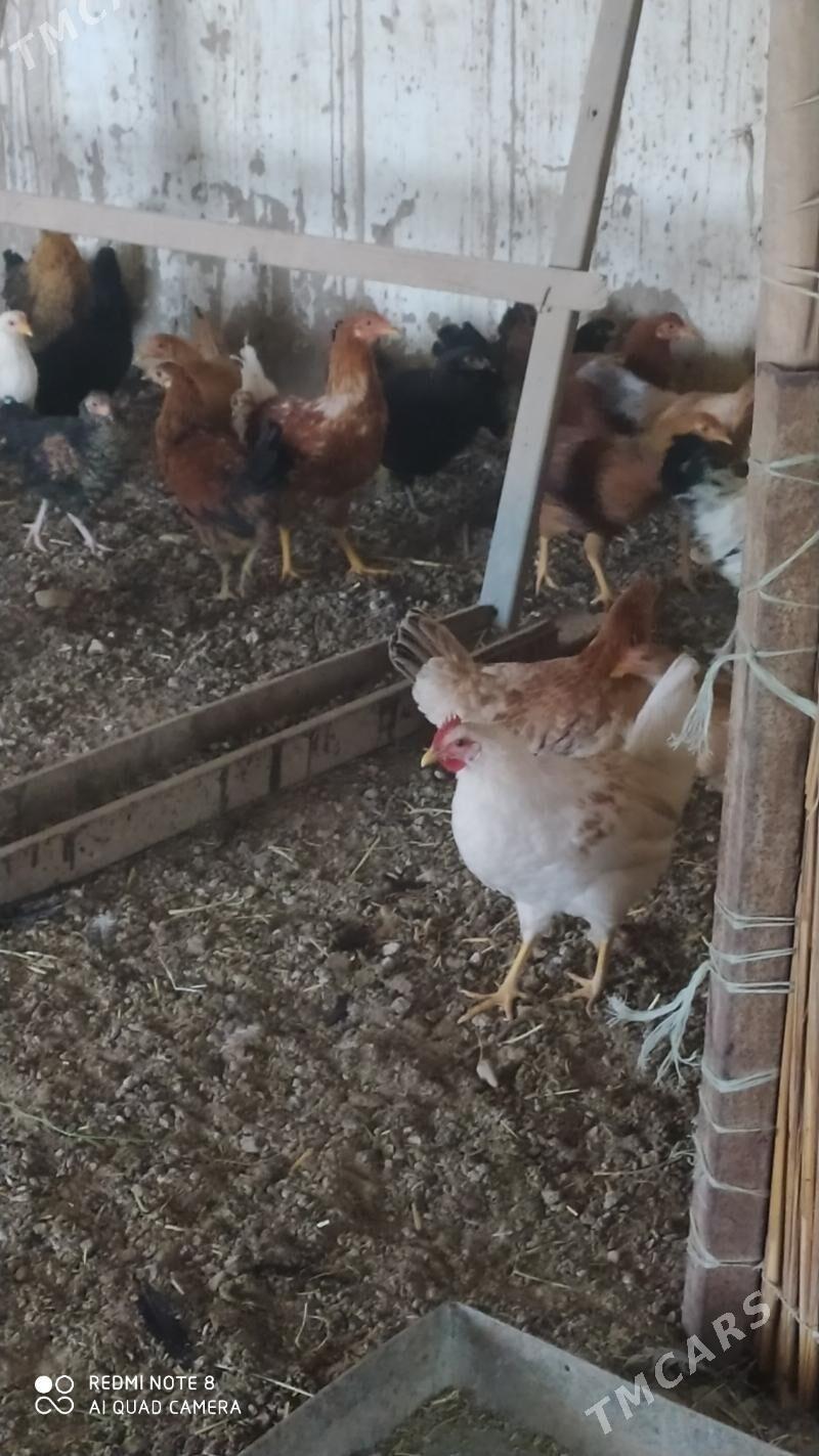 Towuk juje - Murgap - img 2