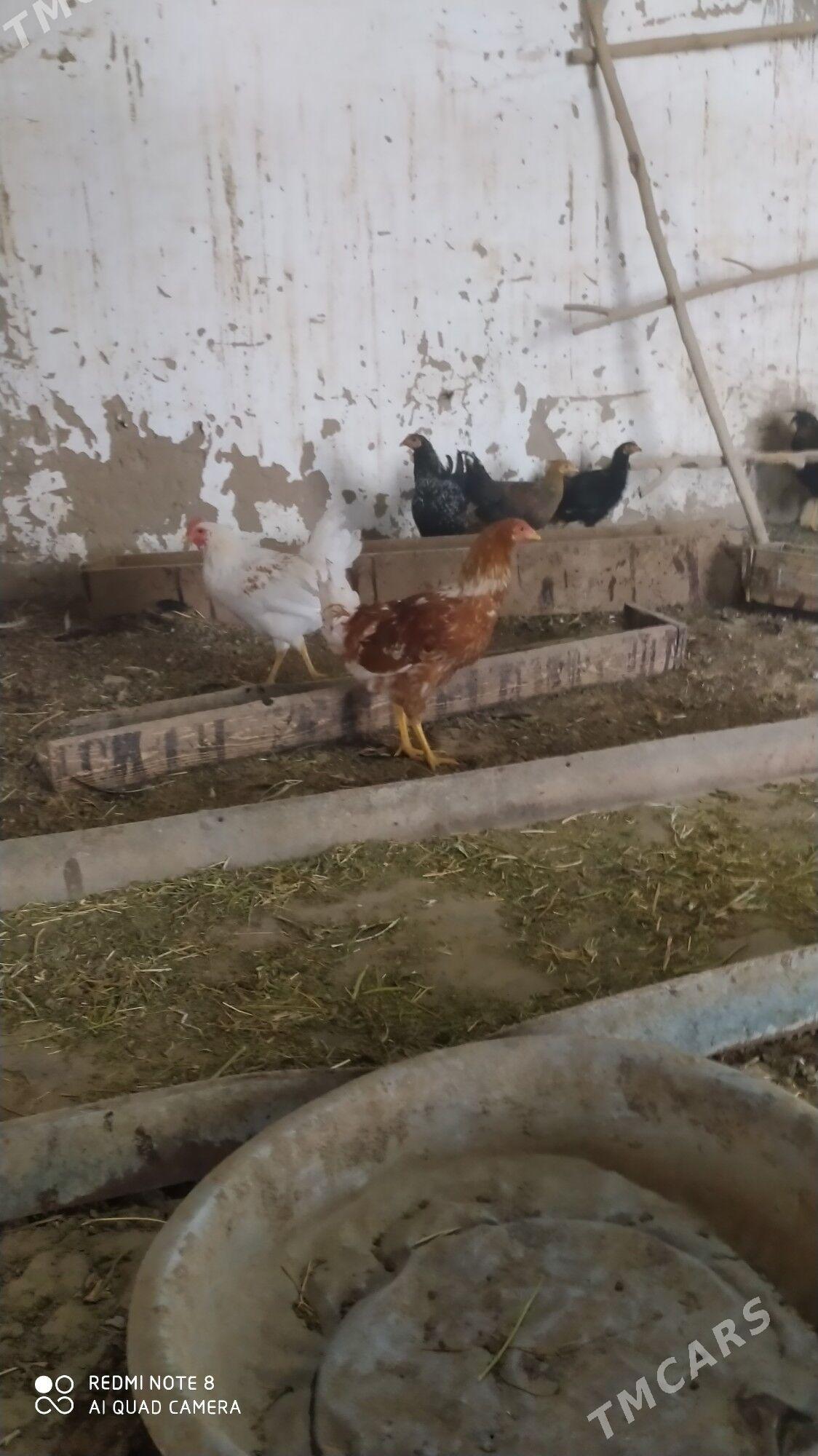 Towuk juje - Murgap - img 1