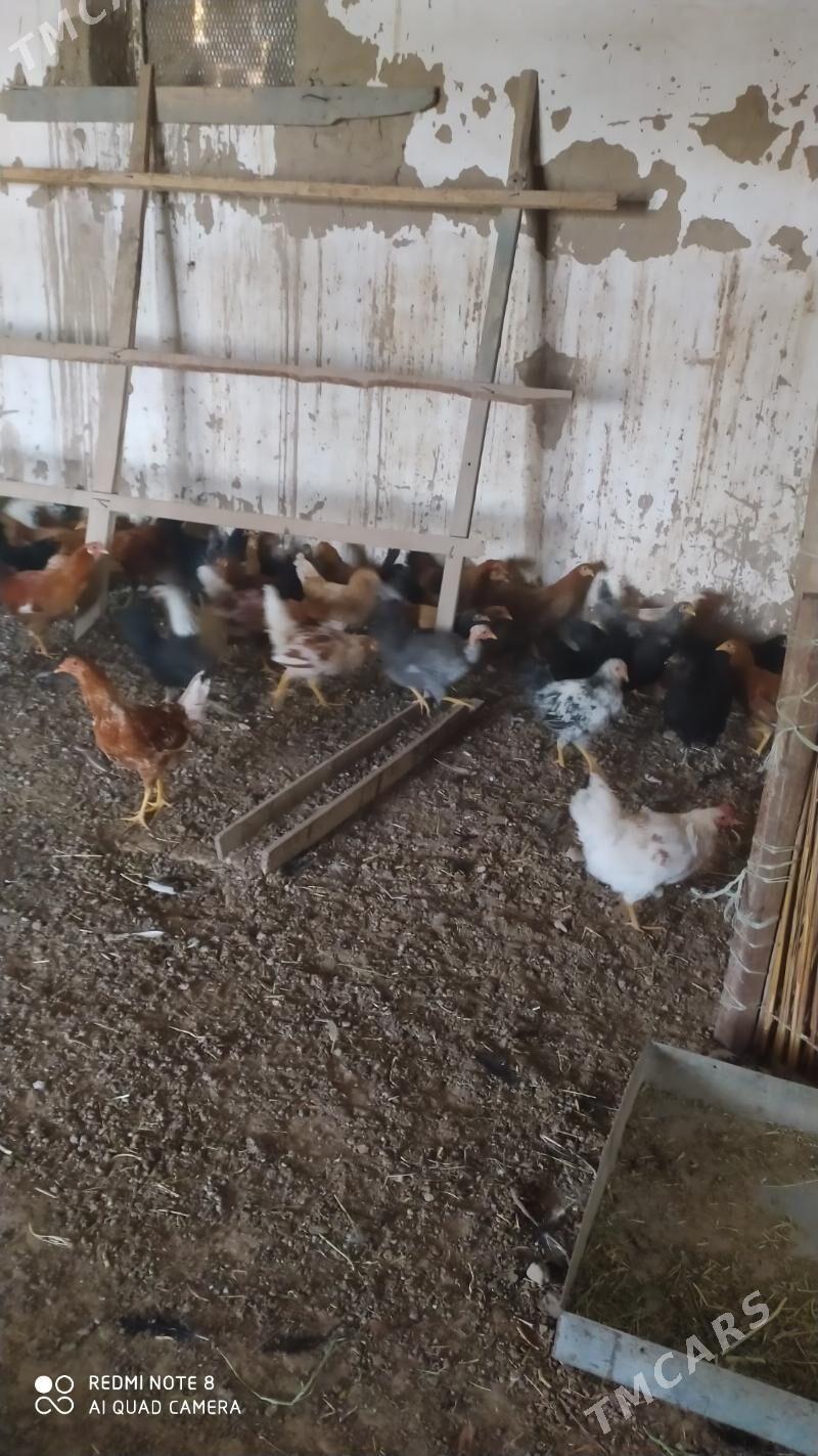 Towuk juje - Murgap - img 4