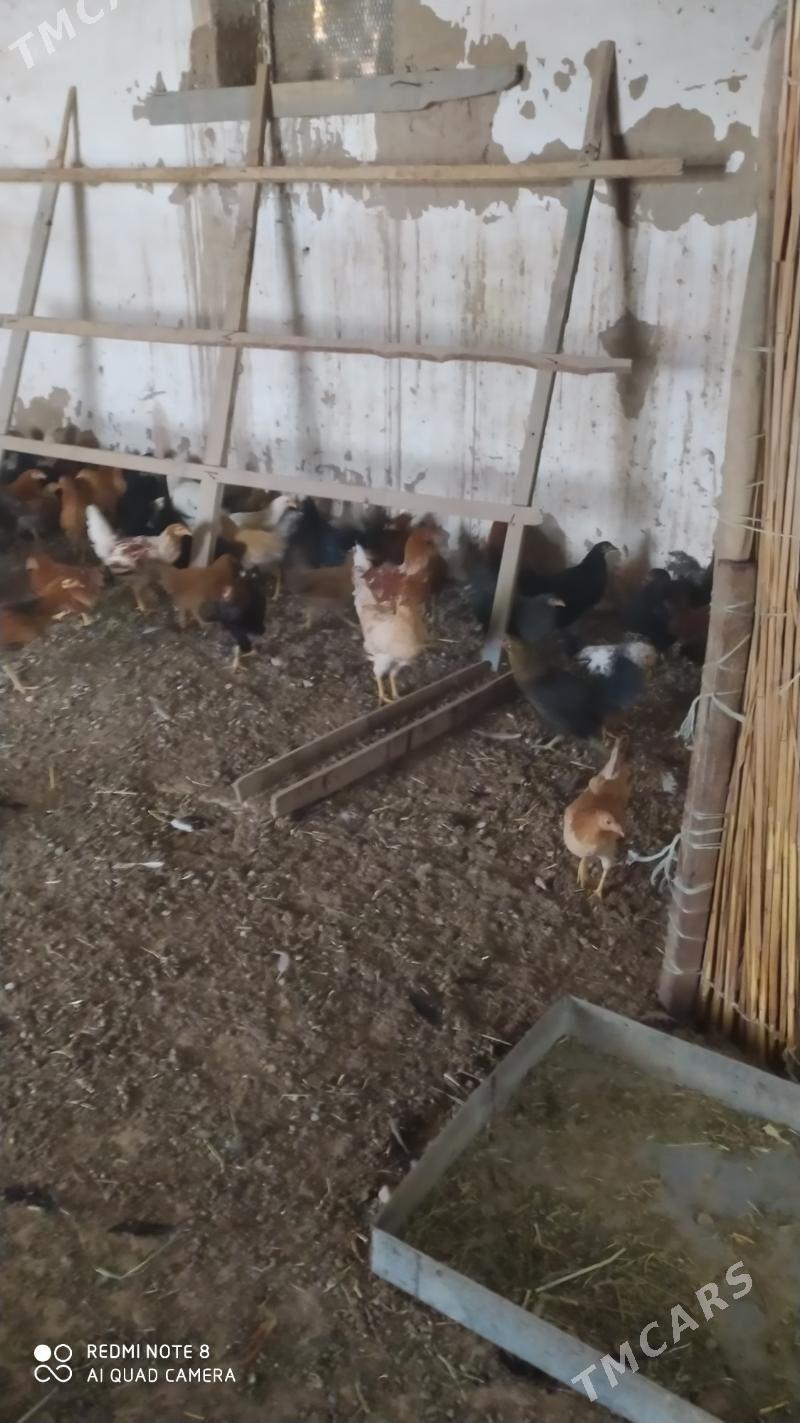 Towuk juje - Murgap - img 7