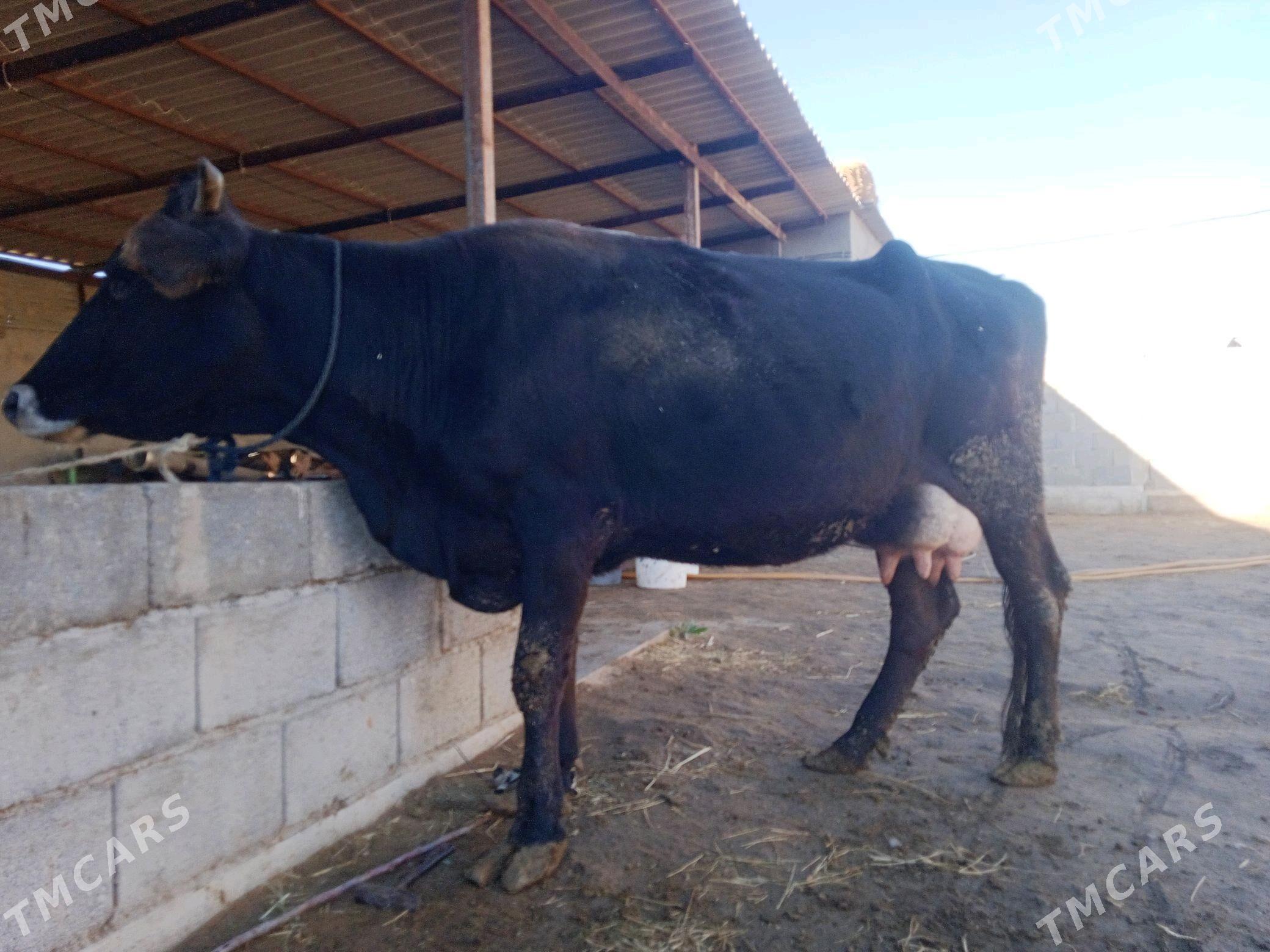 göleli sygyr - Ак-Бугдайский этрап - img 2