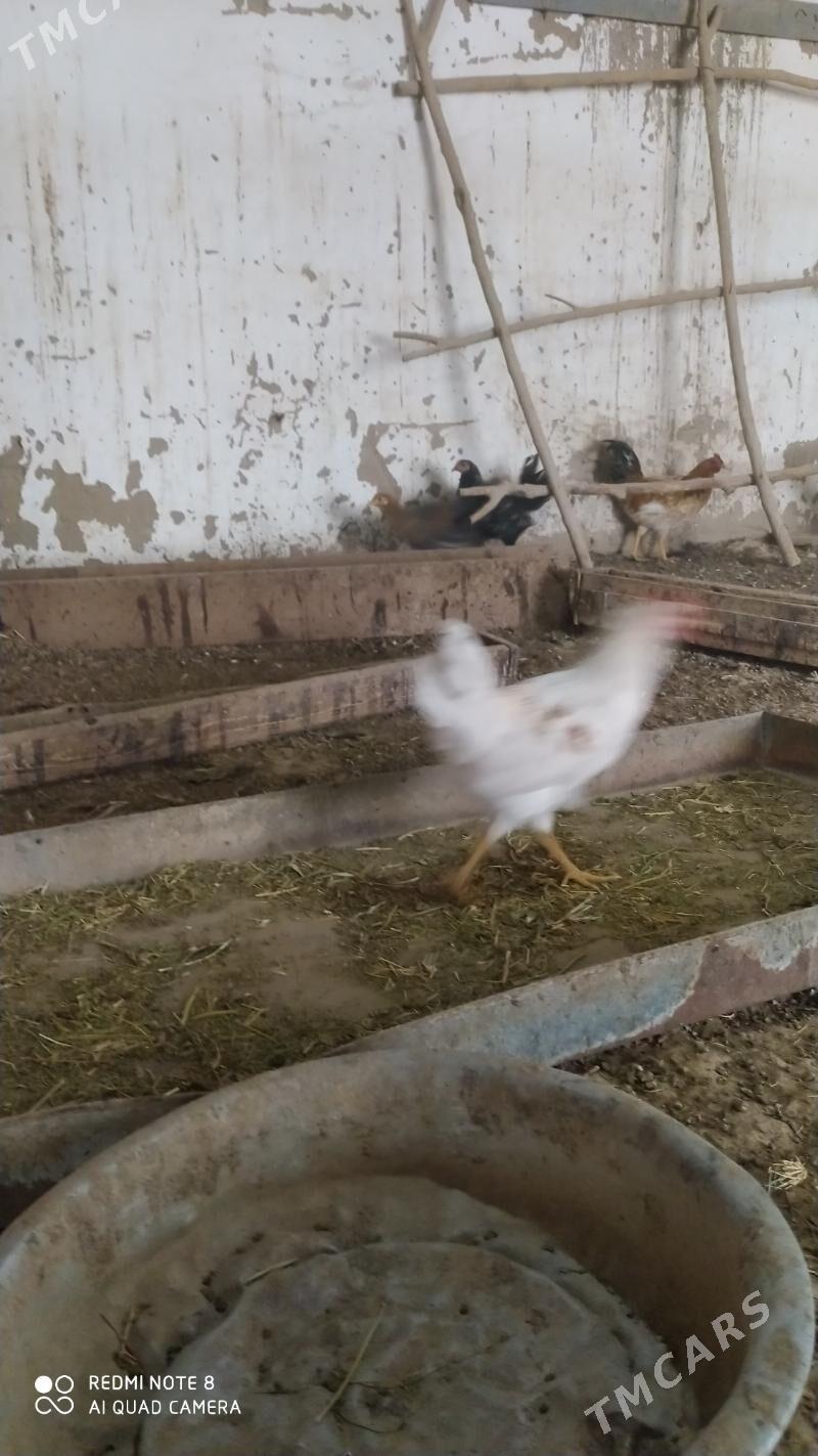 Towuk juje - Murgap - img 3