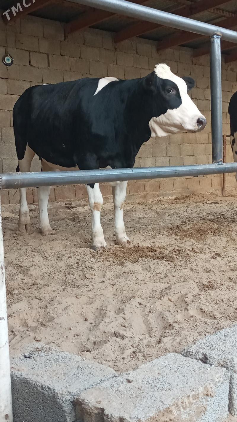 Bogaz tüwe - Ашхабад - img 4