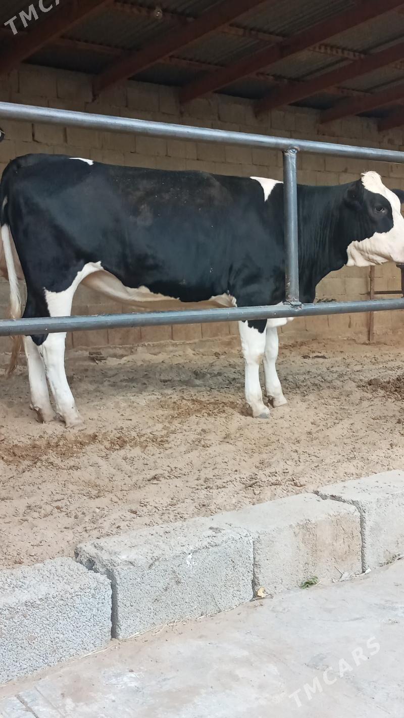 Bogaz tüwe - Ашхабад - img 3