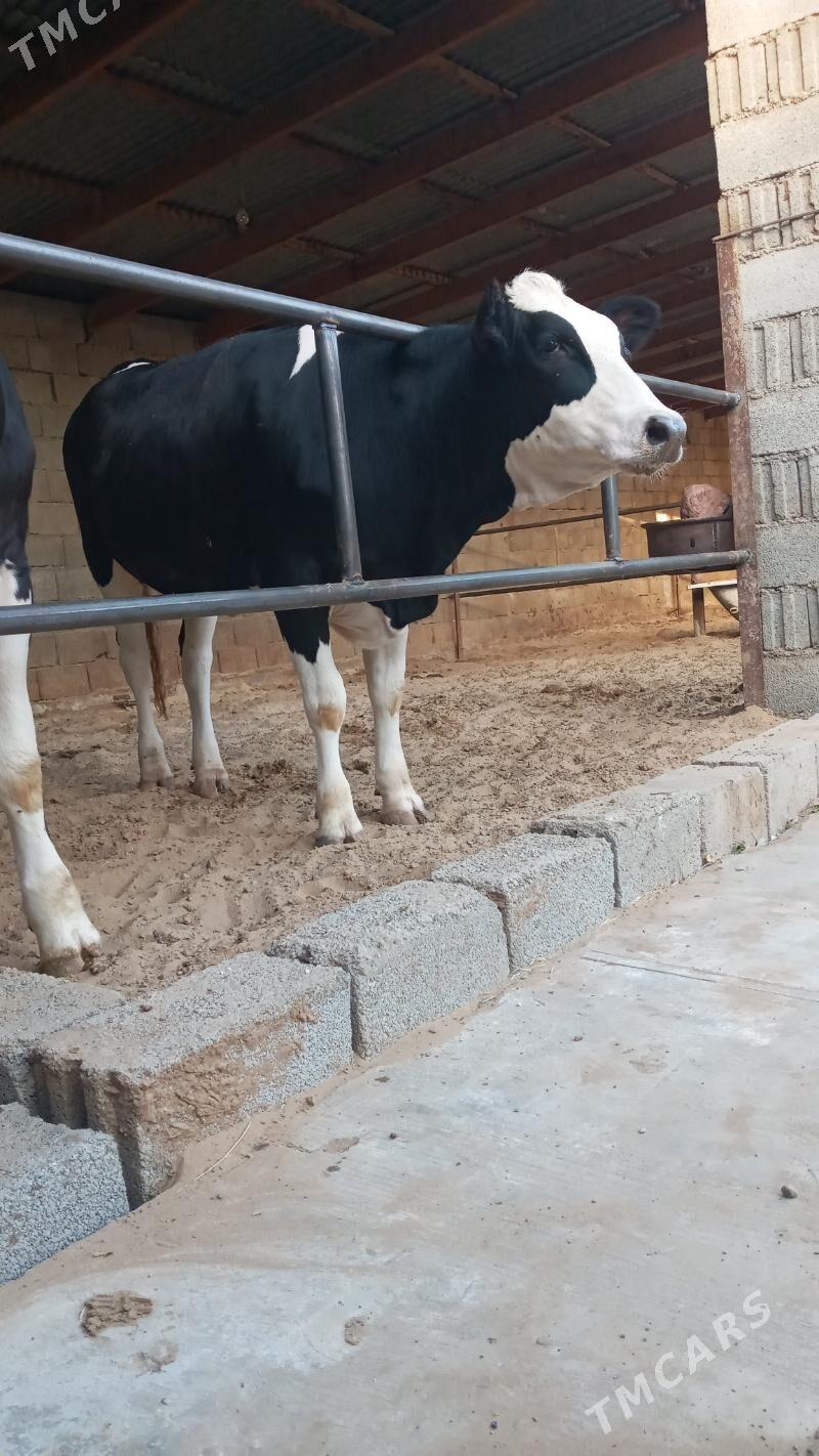 Bogaz tüwe - Ашхабад - img 5