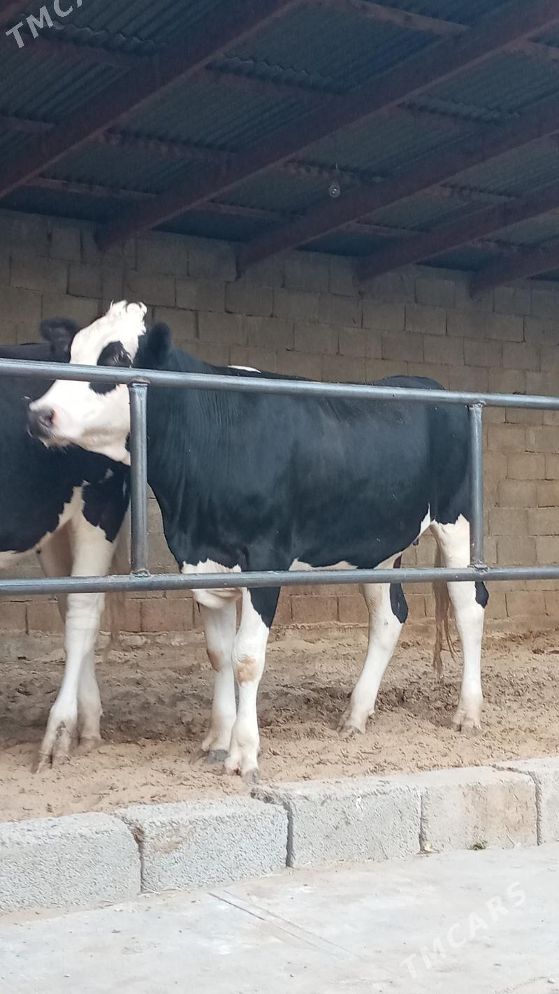 Bogaz tüwe - Ашхабад - img 1