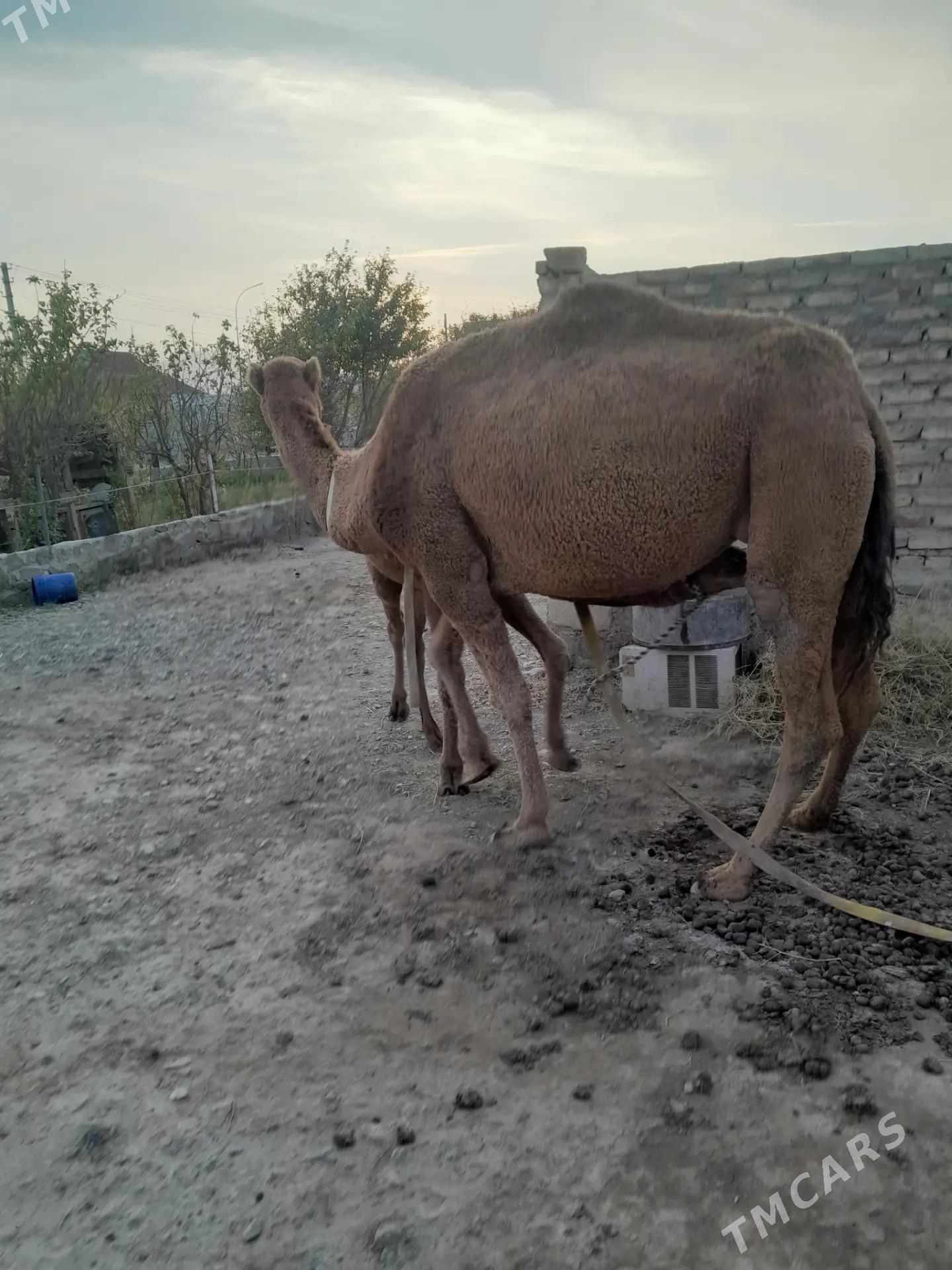 duye - Bereket - img 1