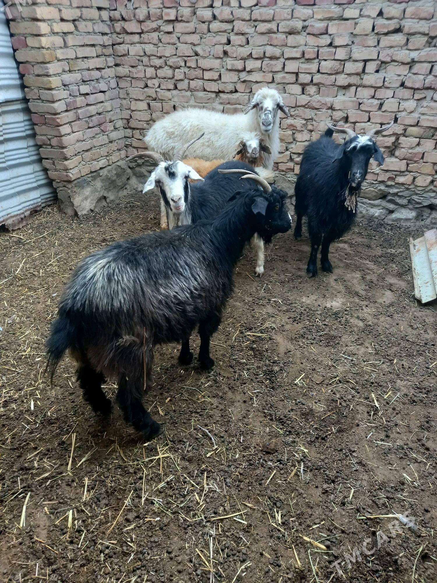 geci - Bereket - img 1