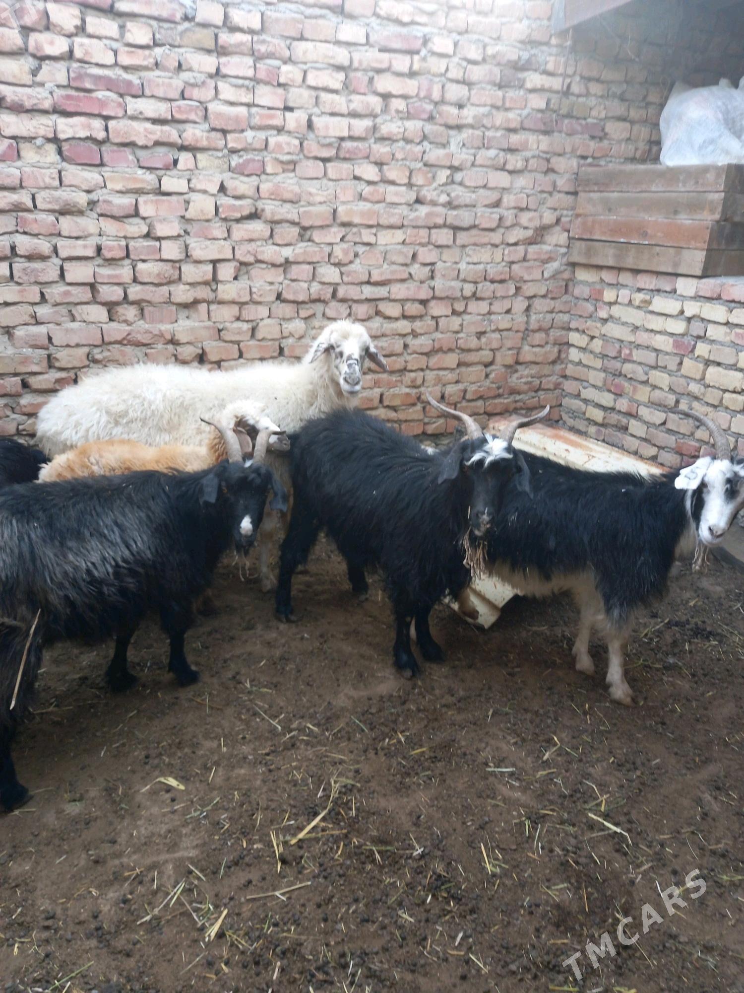 geci - Bereket - img 2