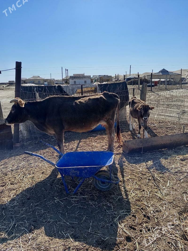 goleli sygyr - Эсенгулы - img 1