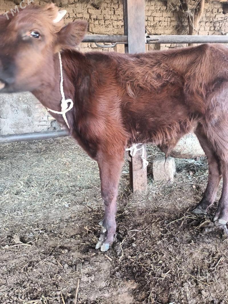 öküz - Чарджоу - img 1