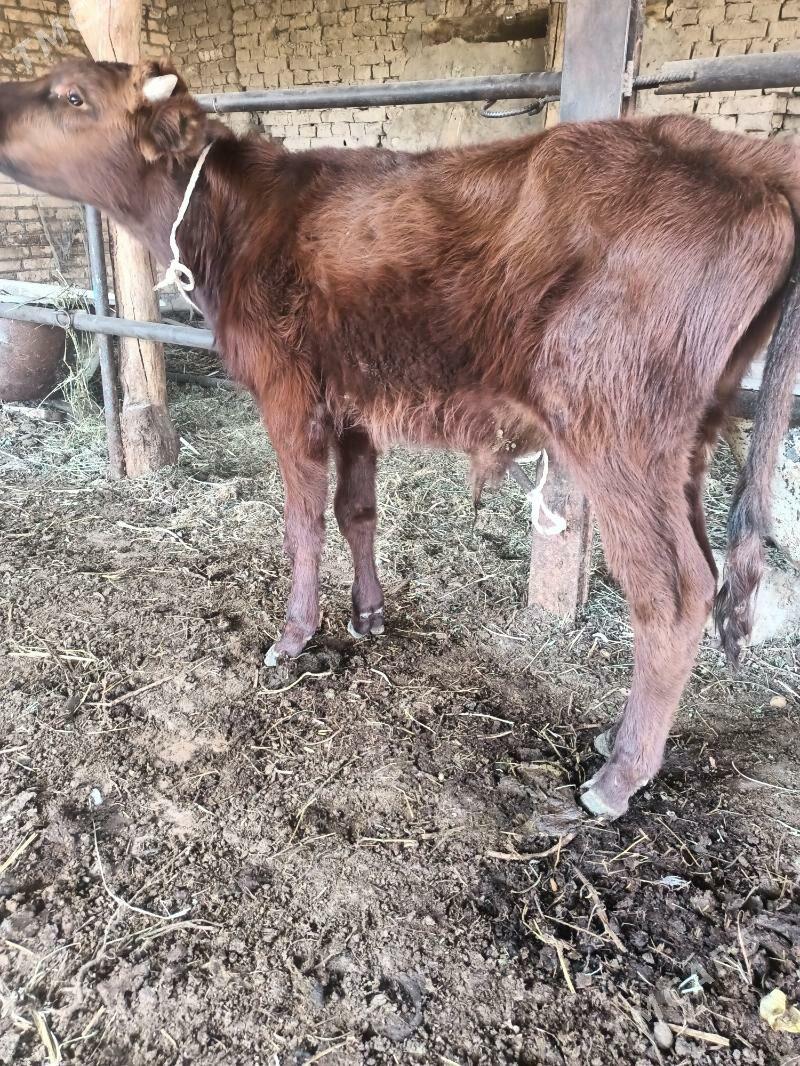 öküz - Чарджоу - img 2