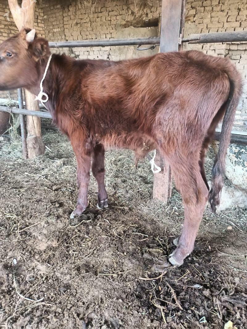 öküz - Чарджоу - img 3