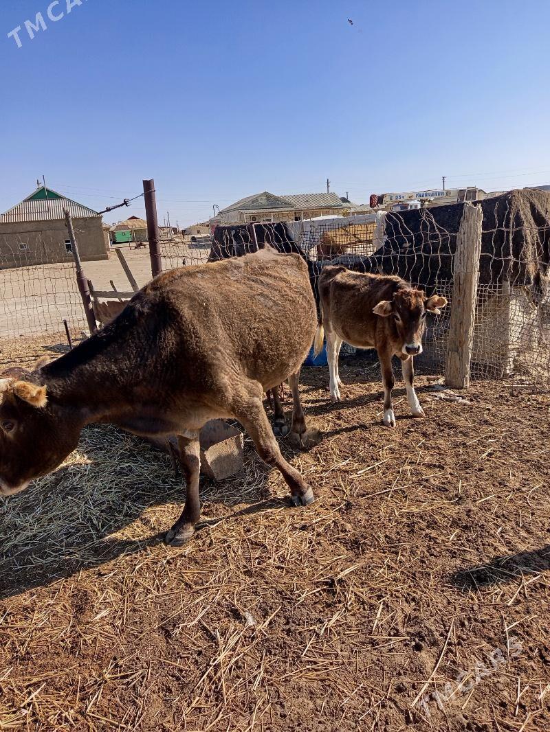 goleli sygyr - Эсенгулы - img 2