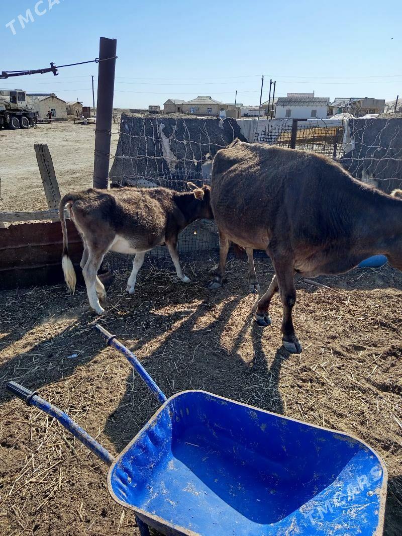 goleli sygyr - Эсенгулы - img 3