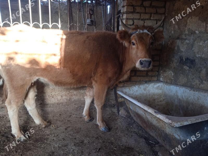 Sygyr - Балканабат - img 1