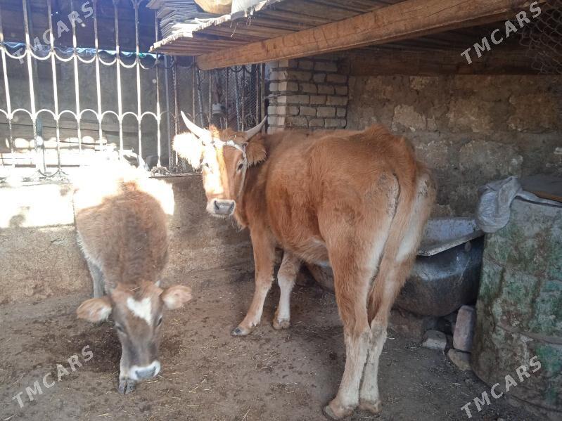 Sygyr - Балканабат - img 2