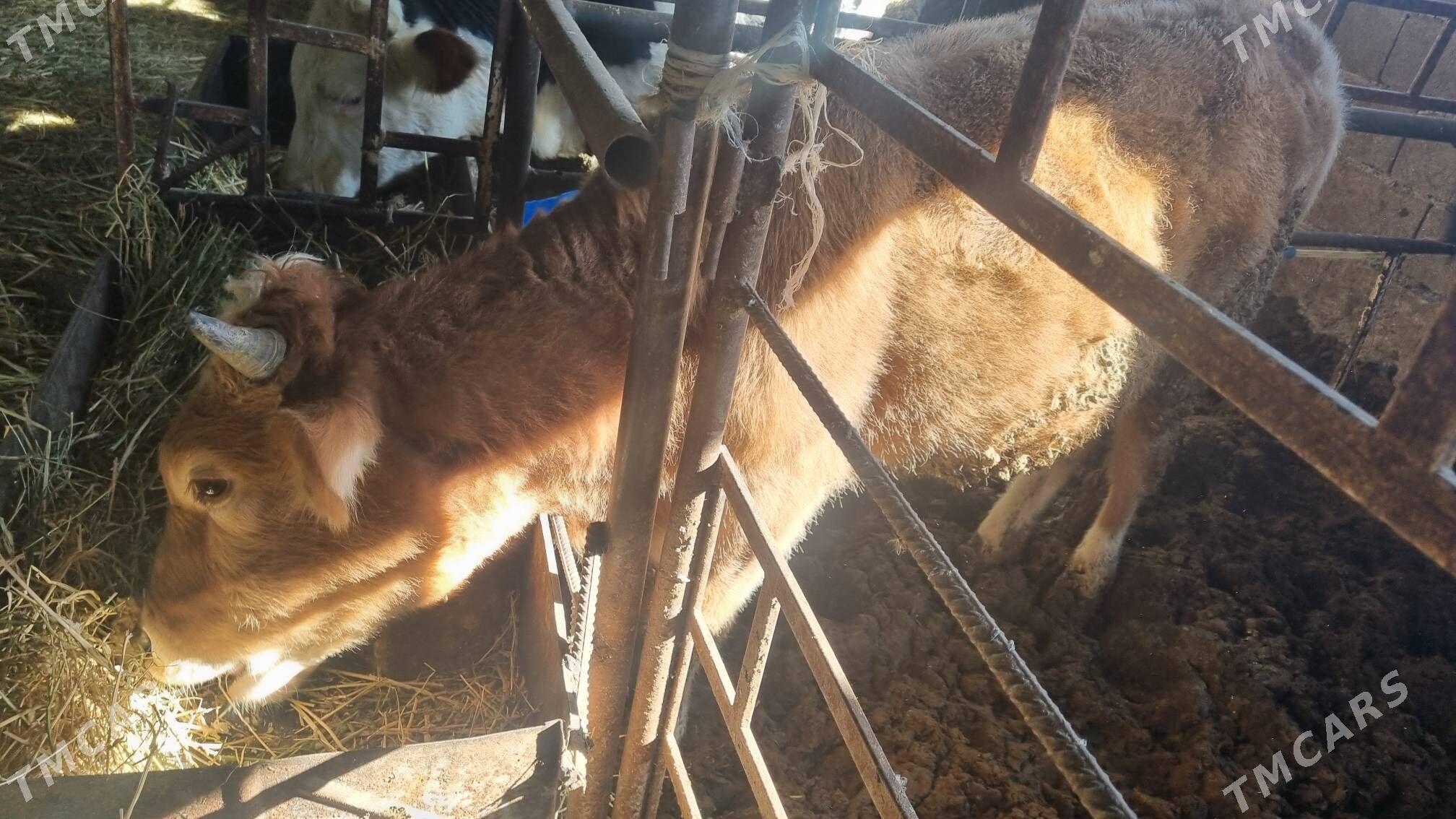 okuz - Бахарден - img 3