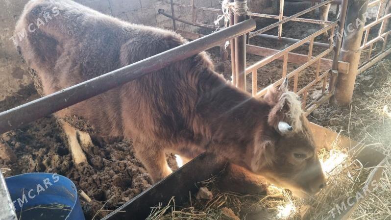 okuz - Бахарден - img 2