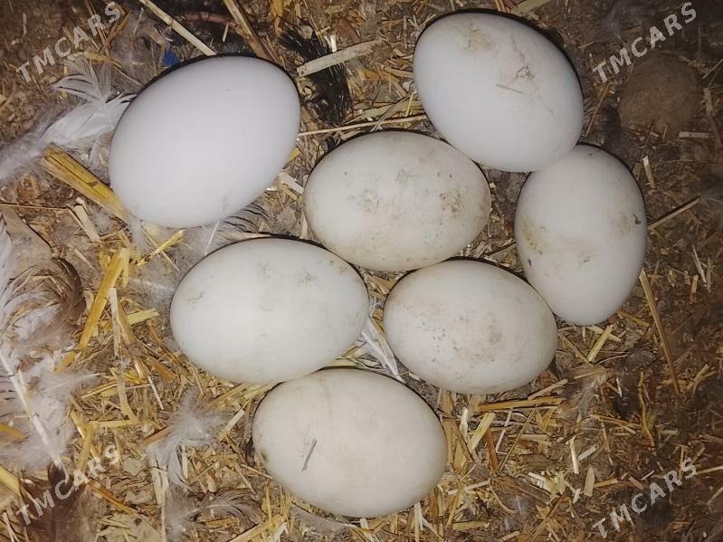 Gus ýumrtga. - Gökdepe - img 2