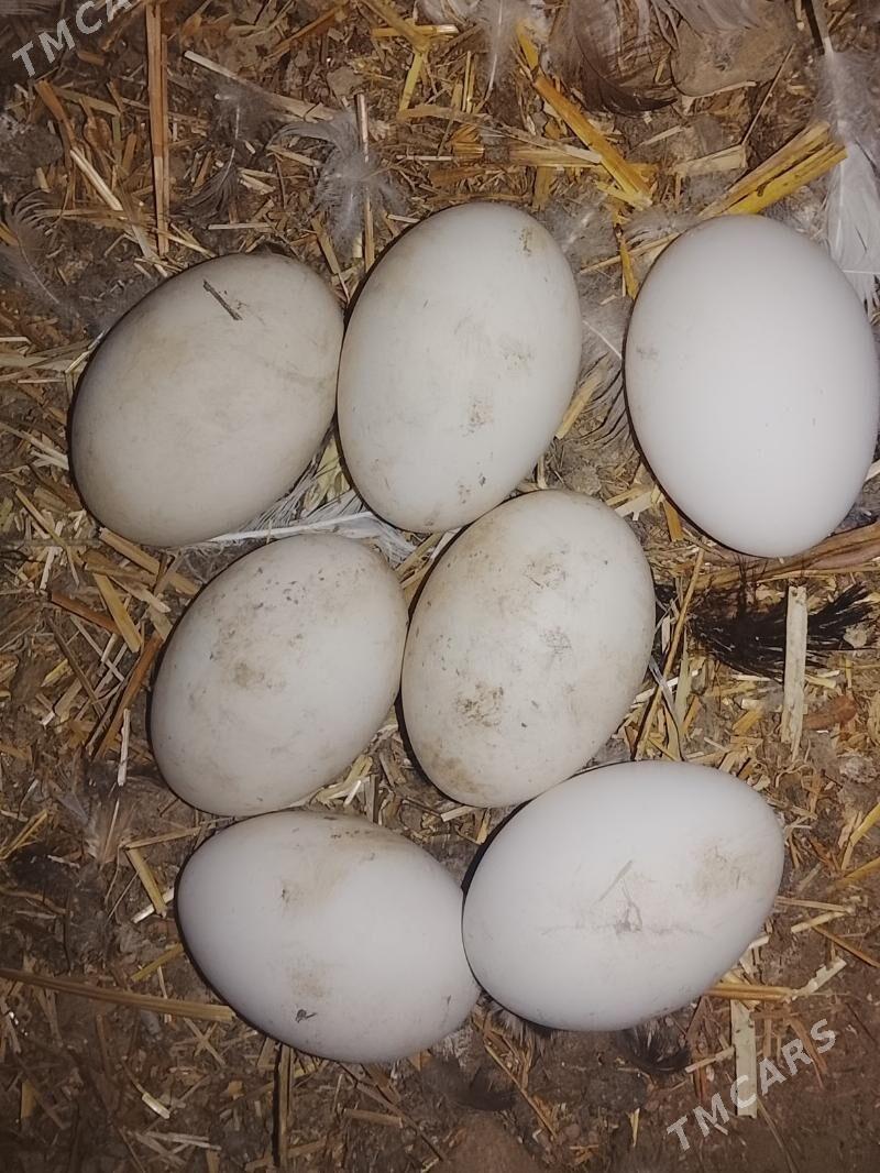 Gus ýumrtga. - Gökdepe - img 1