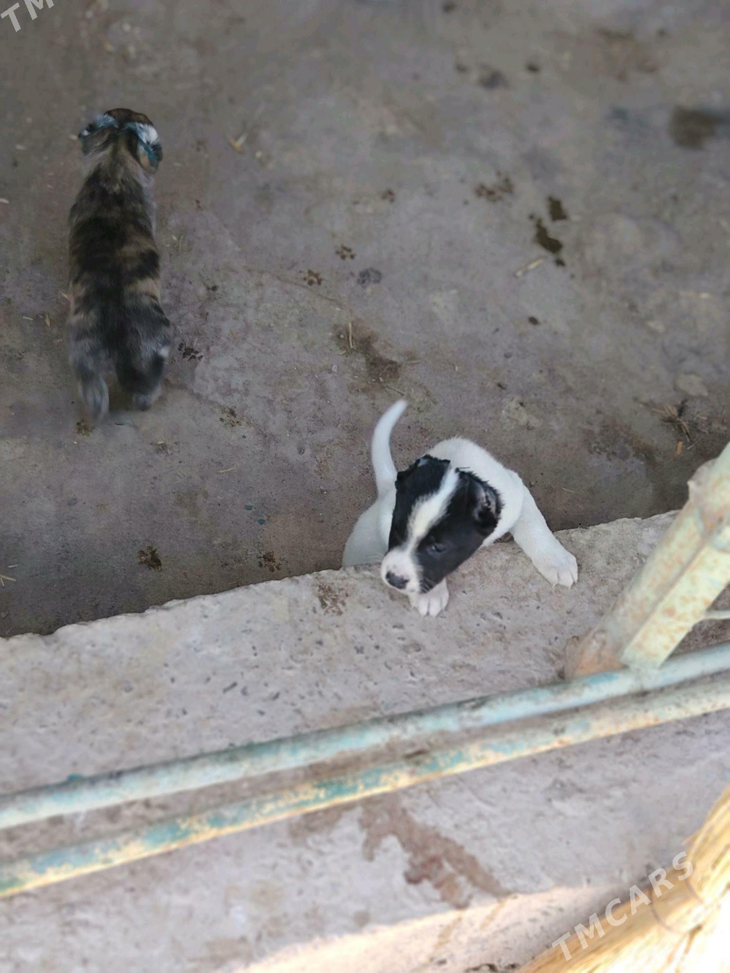 Pitbul - Daşoguz - img 1