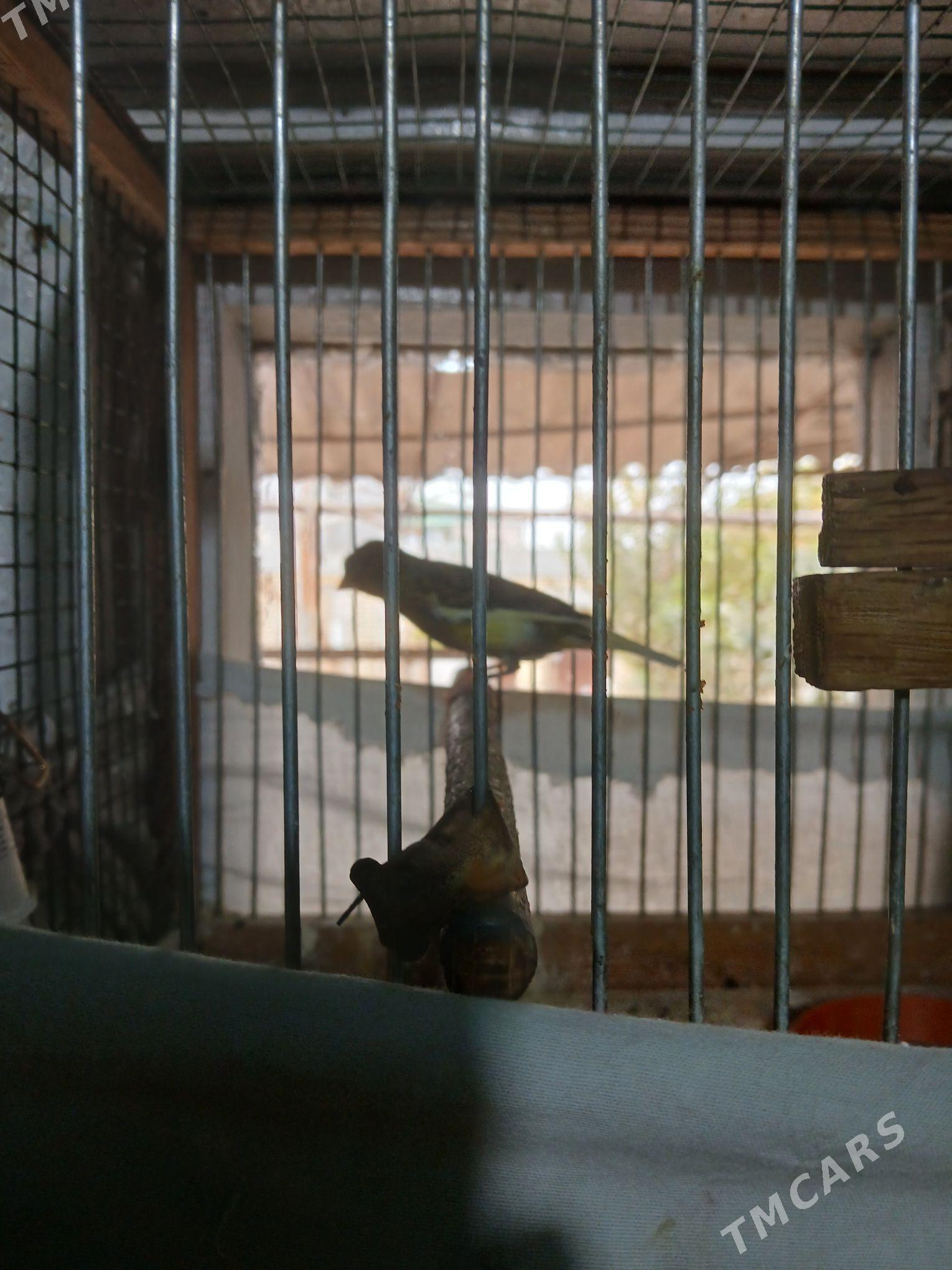 канарейки - Türkmenabat - img 2