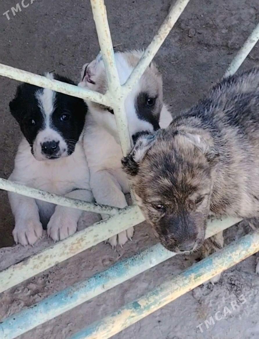 Pitbul - Daşoguz - img 3