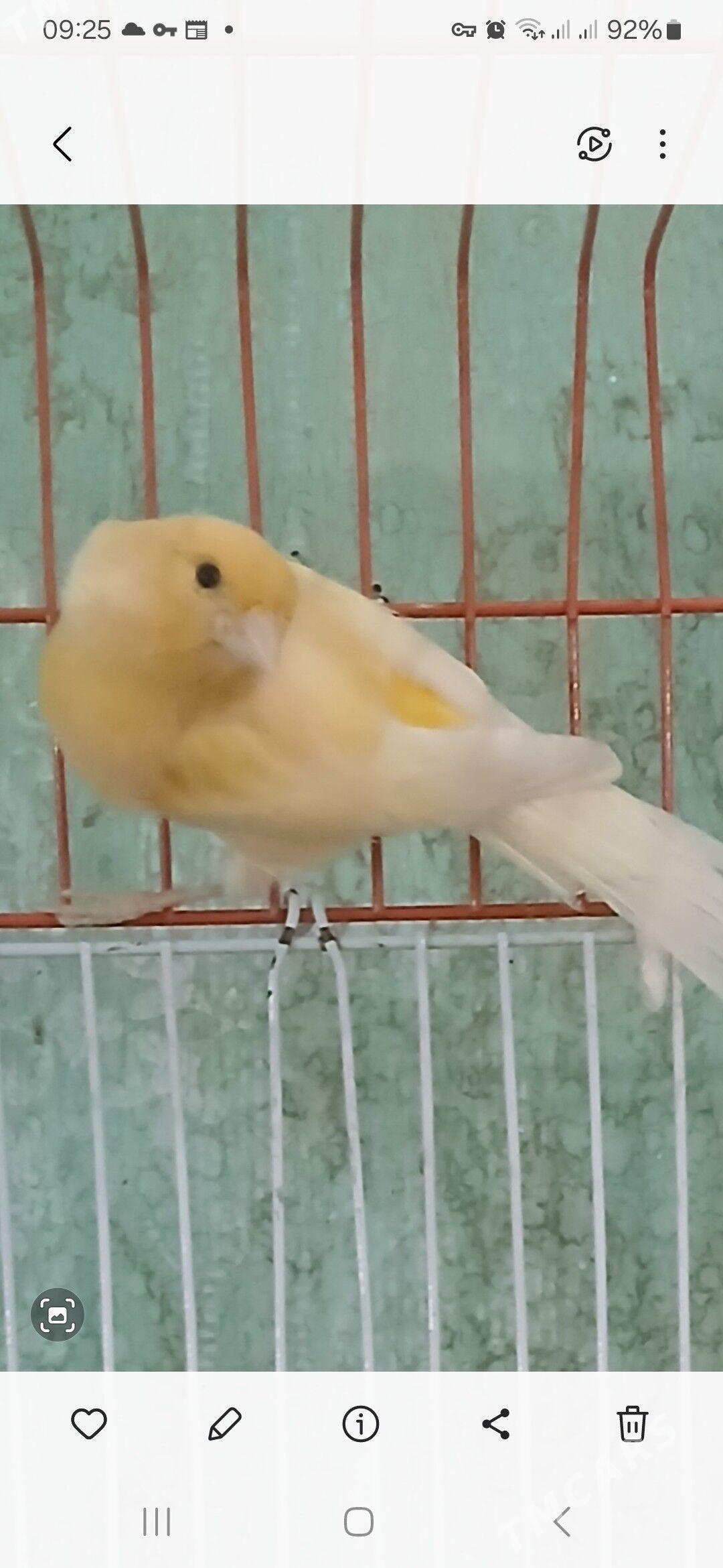 канарейки - Türkmenabat - img 1