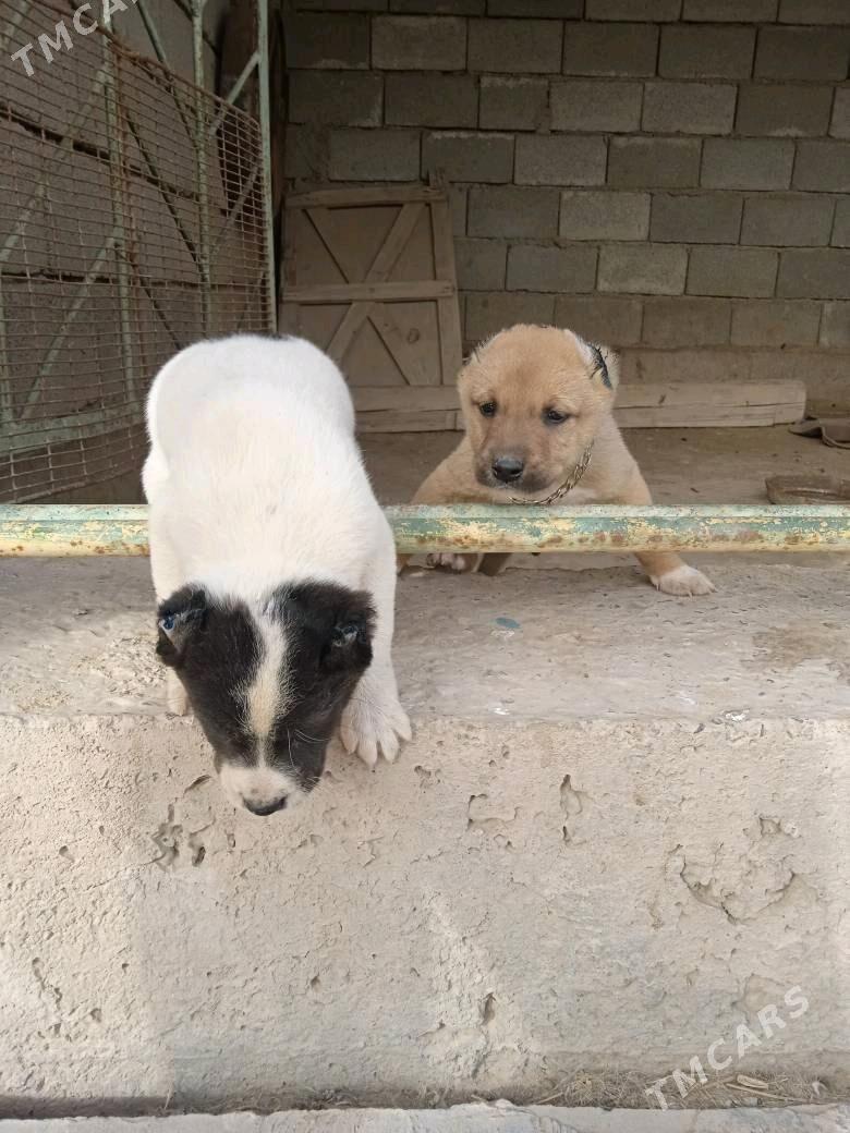 Pitbul - Daşoguz - img 2