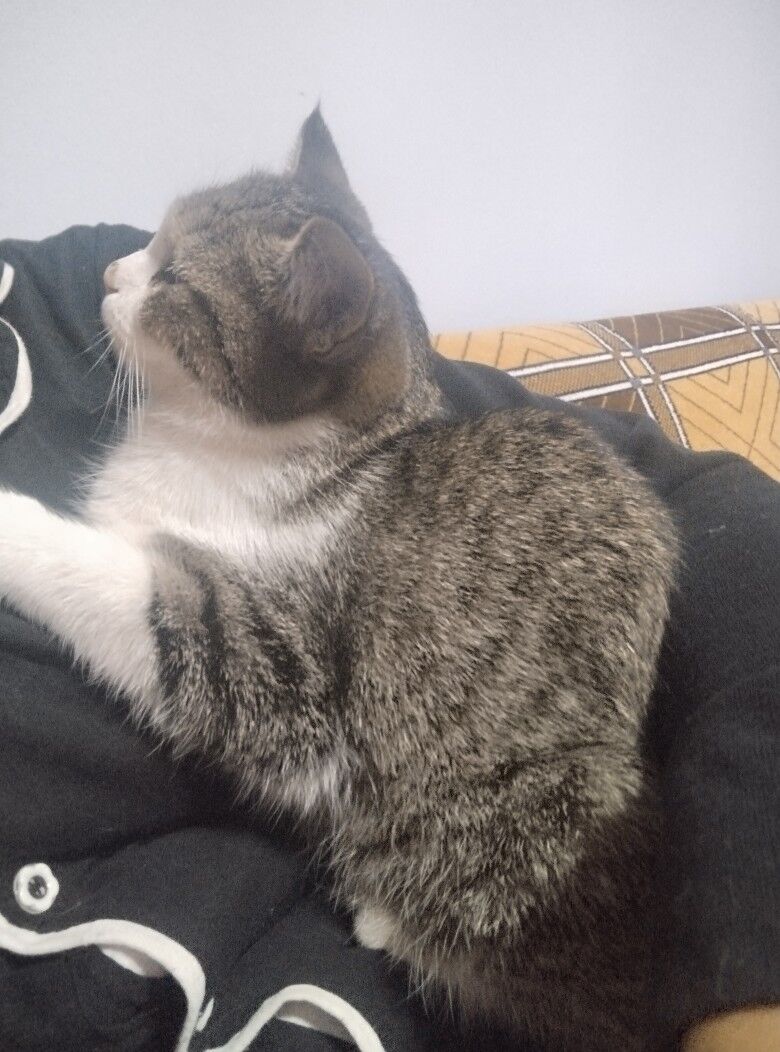 животные домашние - Daşoguz - img 2