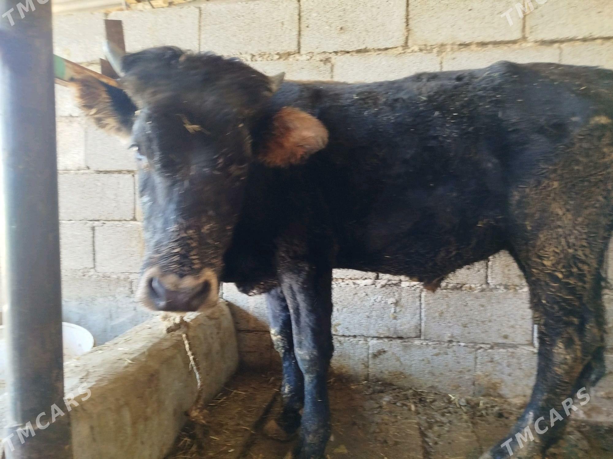 okuz - Ýaşlyk - img 3