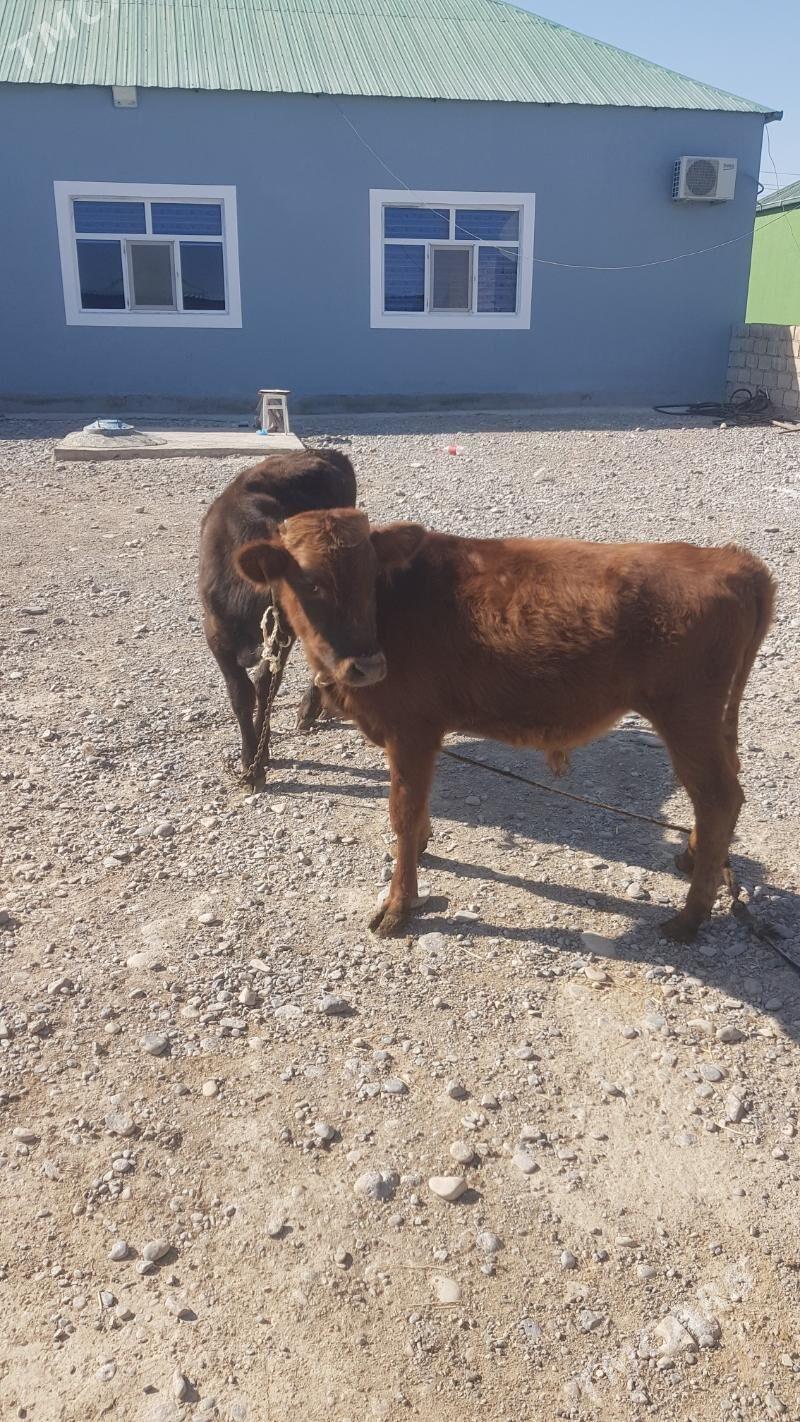 Öküzçe - Ак-Бугдайский этрап - img 2