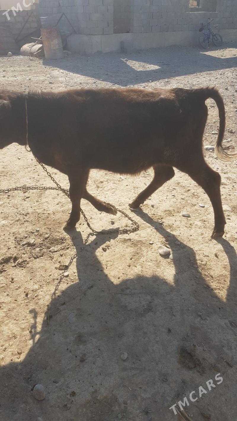 Öküzçe - Ак-Бугдайский этрап - img 1