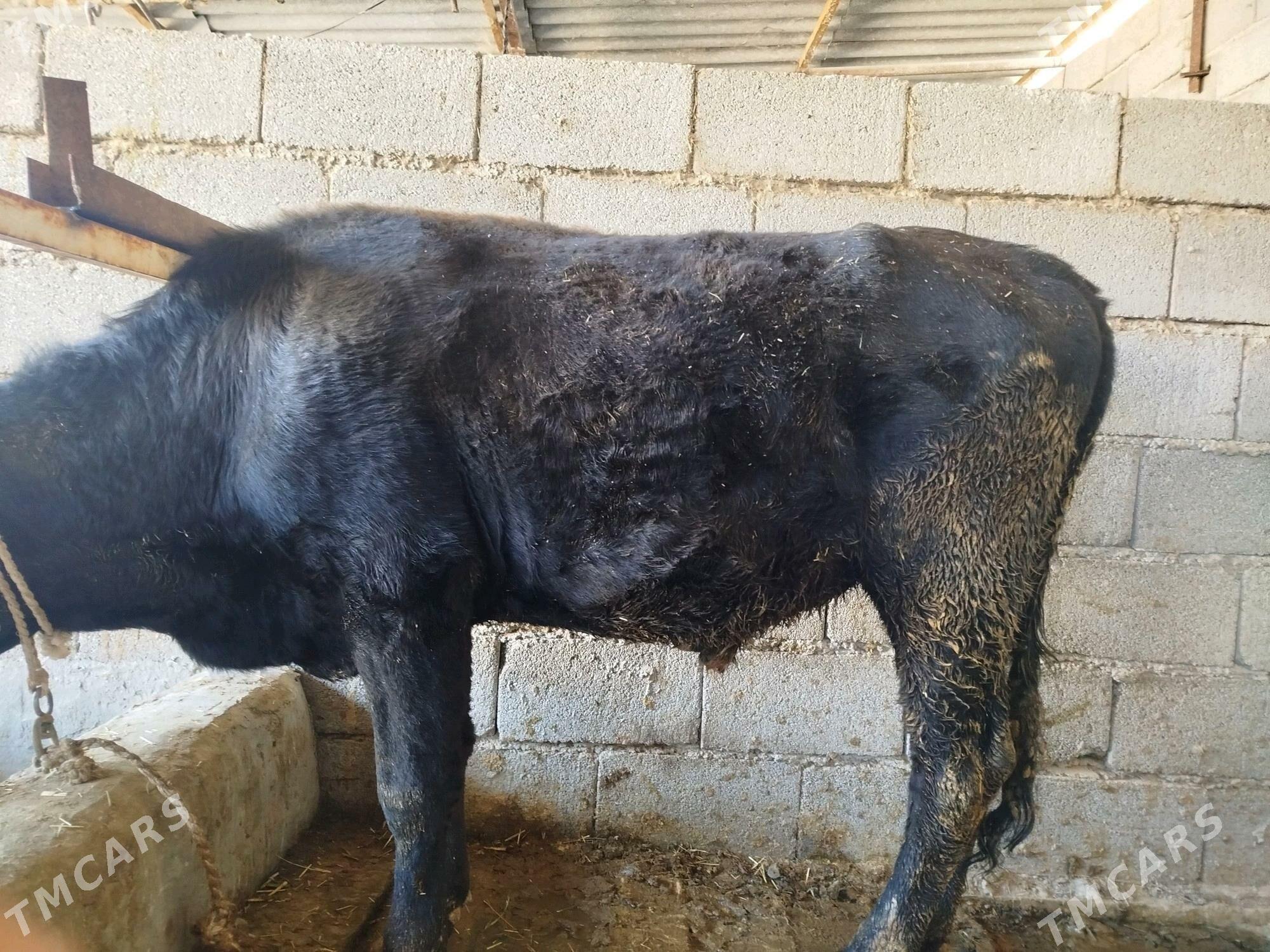 okuz - Ýaşlyk - img 1