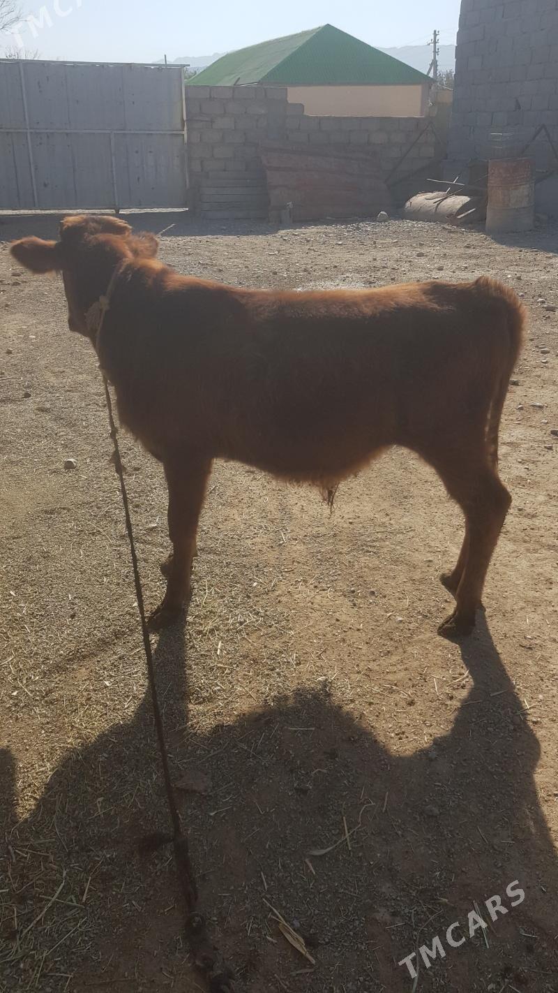 Öküzçe - Ак-Бугдайский этрап - img 5