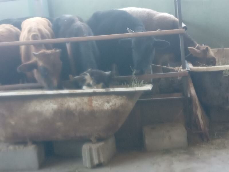 okiz. - Büzmeýin - img 5