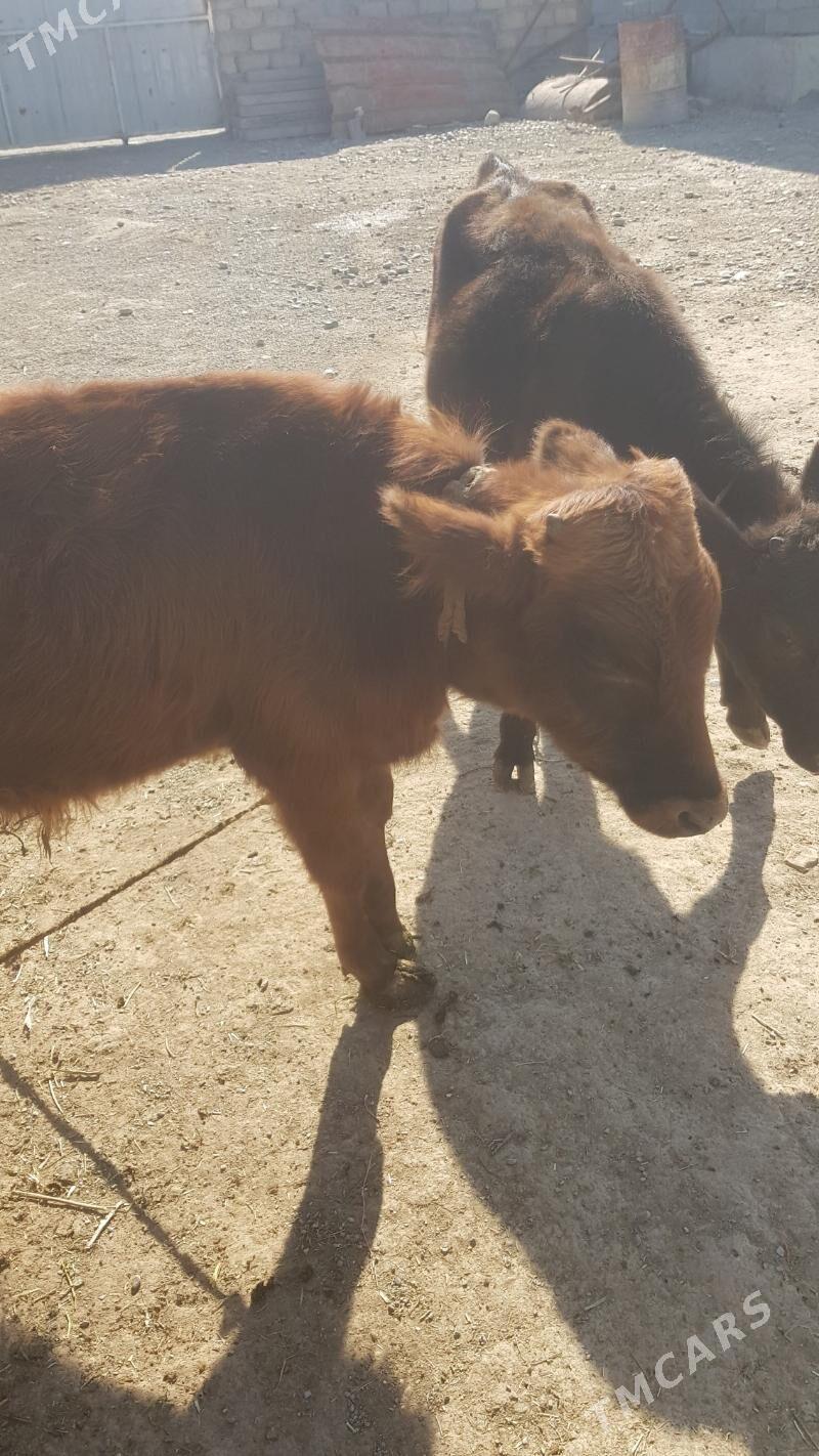 Öküzçe - Ак-Бугдайский этрап - img 3