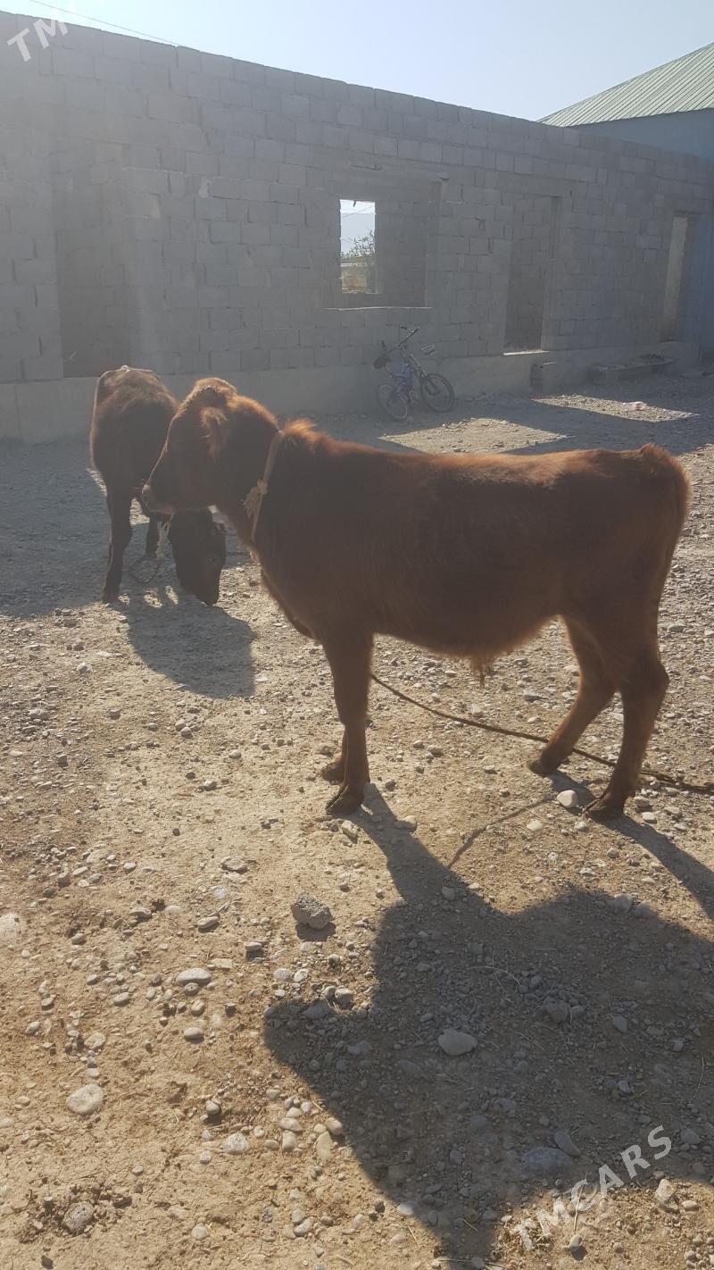 Öküzçe - Ак-Бугдайский этрап - img 4