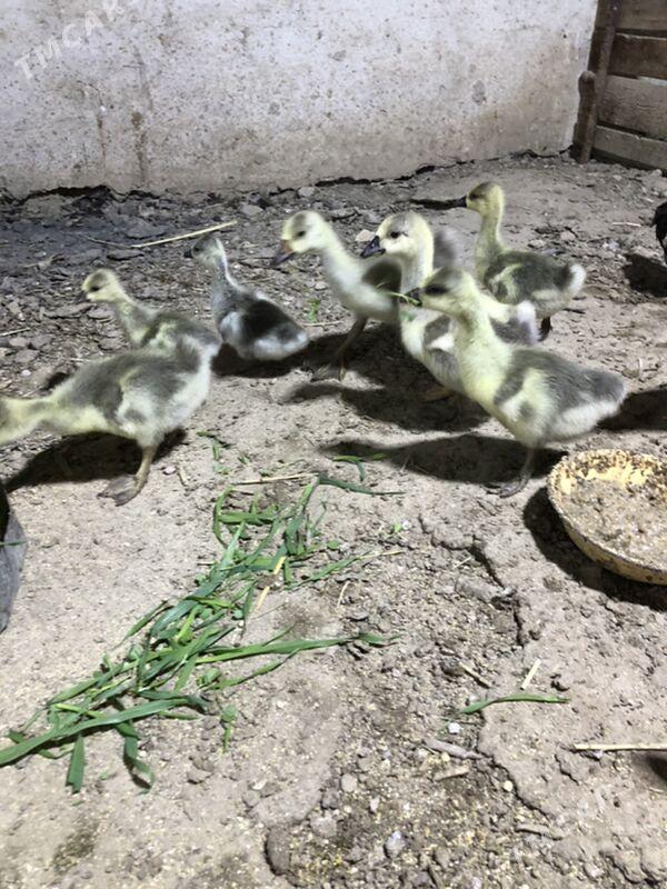 Gaz jüyje - Köýtendag - img 3