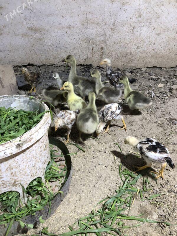 Gaz jüyje - Köýtendag - img 1