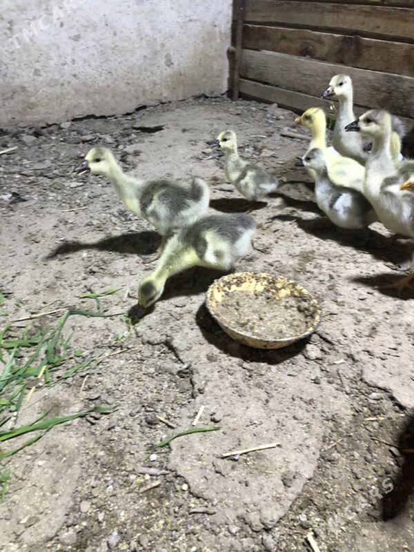 Gaz jüyje - Köýtendag - img 5