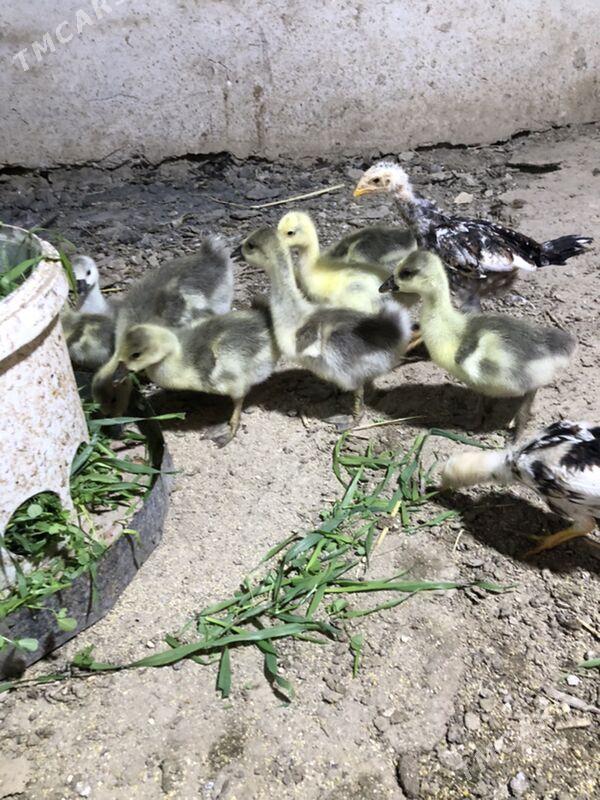 Gaz jüyje - Köýtendag - img 2