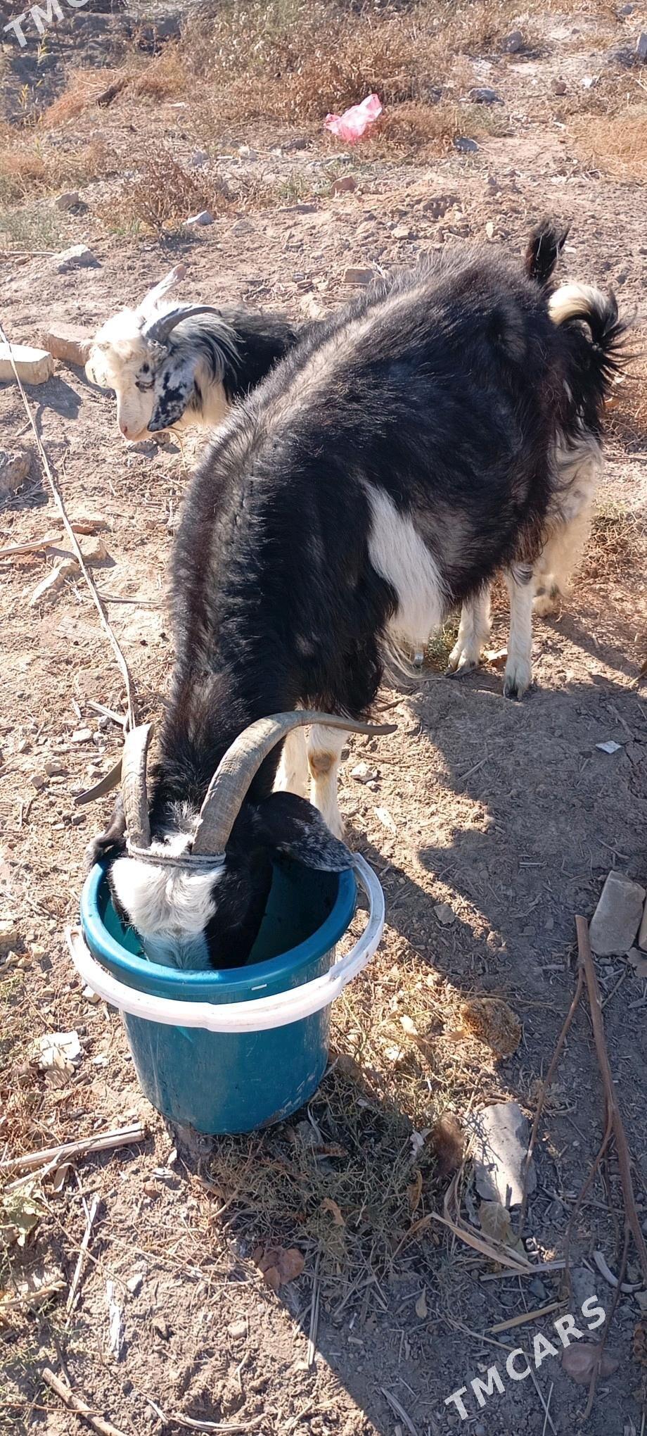 owlakly geci - Boldumsaz - img 2